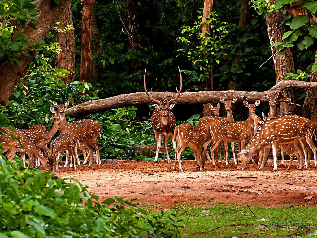 Kuldiha Wildlife Sanctuary